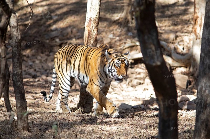 Bengal tiger or Indian tiger (Panthera tigris tigris) in the dry forest, Ranthambore National Park, Rajasthan, India