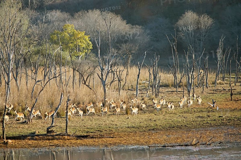 Herd of fleeing Axis deer or chitals (Axis axis) in the dry forest, Ranthambore National Park, Rajasthan, India
