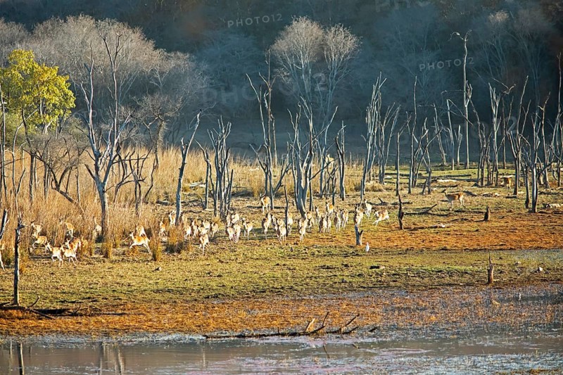 Herd of fleeing Axis deer or chitals (Axis axis) in Ranthambore National Park, Rajasthan, India
