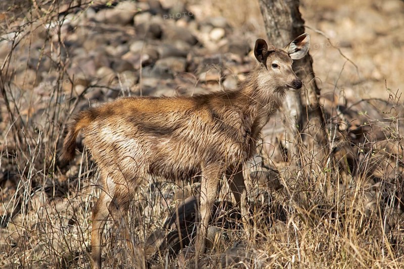 Sambar or sambar deer or horse deer (Cervus unicolor or Rusa unicolor) in the dry forest in Ranthambore National Park, Rajasthan, India