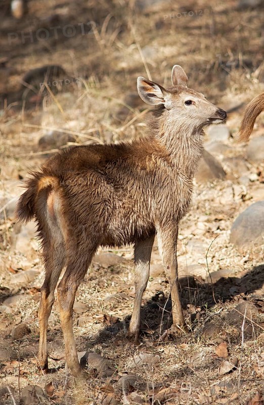Sambar or sambar deer or horse deer (Cervus unicolor or Rusa unicolor) Juvenile in the dry forest in Ranthambore National Park, Rajasthan, India