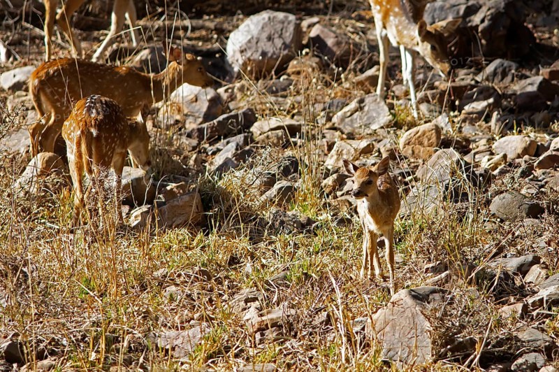 Axis deer or chital (Axis axis), young animal, in the dry forest, Ranthambore National Park, Rajasthan, India