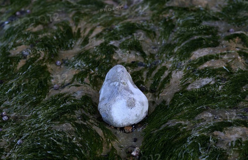 Algae, pebbles, pebbles, beach, Yport, Alabaster Coast, La Côte d'Albâtre, Normandy, Seine-Maritime, France