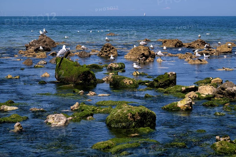 Herring Gulls (Larus argentatus), on rocks, using freshwater spring in the sea, Yport, Alabaster Coast, La Côte d'Albâtre, Normandy, Seine-Maritime, France