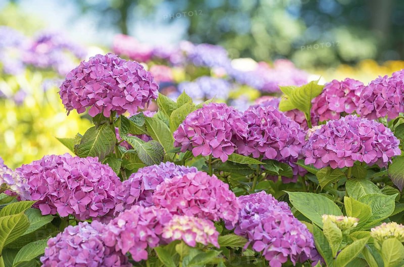 Bright pink hydrangea flowers in the garden with green leaves and summery background, summer garden, sunshine, garden hydrangea (Hydrangea macrophylla), also garden hydrangea, flowering hydrangea, flowers, hydrangea blossom, hydrangea bush, hydrangea plant in sunlight, sunny, summer, bright, light, shining, freshly blossomed, Mecklenburg Lake District, Mecklenburg-Western Pomerania, Germany