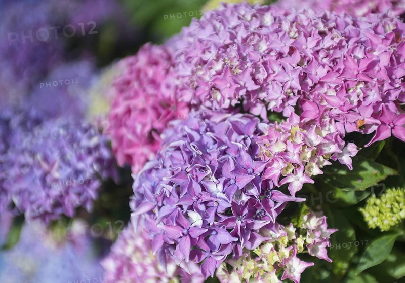 Pink and purple hydrangea flowers fill the picture, bright, lively, garden, summer garden, sunshine, garden hydrangea (Hydrangea macrophylla), also garden hydrangea or farmer's hydrangea, flowering hydrangea, flowers, hydrangea flower, hydrangea bush, hydrangea plant in sunlight, sunny, green leaves, summer, bright, light, Mecklenburg Lake District, Mecklenburg-Vorpommern, Germany