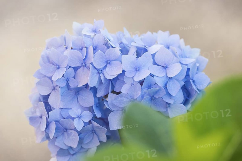 Delicate light blue flowering hydrangea in close-up with blurred, light background, green leaves, garden hydrangea (Hydrangea macrophylla), also garden hydrangea or farmer's hydrangea, hydrangea, hydrangea flowers, hydrangea blossom, hydrangea bush, hydrangea plant in a garden, summer, bright, soft light, freshly blossomed, Mecklenburg Lake District, Mecklenburg-Vorpommern, Germany