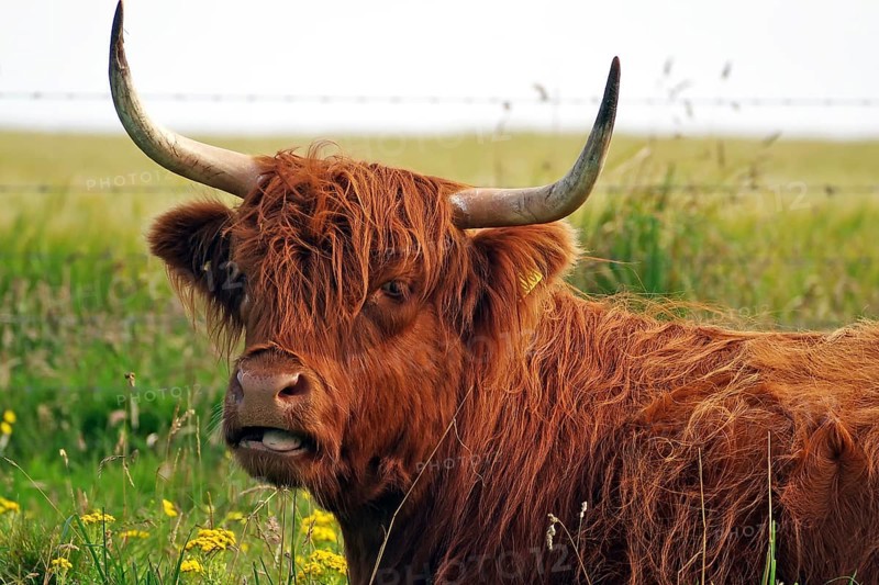 Scottish Highland cow with long horns and shaggy brown fur in a meadow, Orkney Islands, Scotland, Great Britain