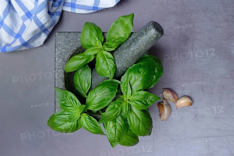 Basil in mortar, Ocimum basilicum