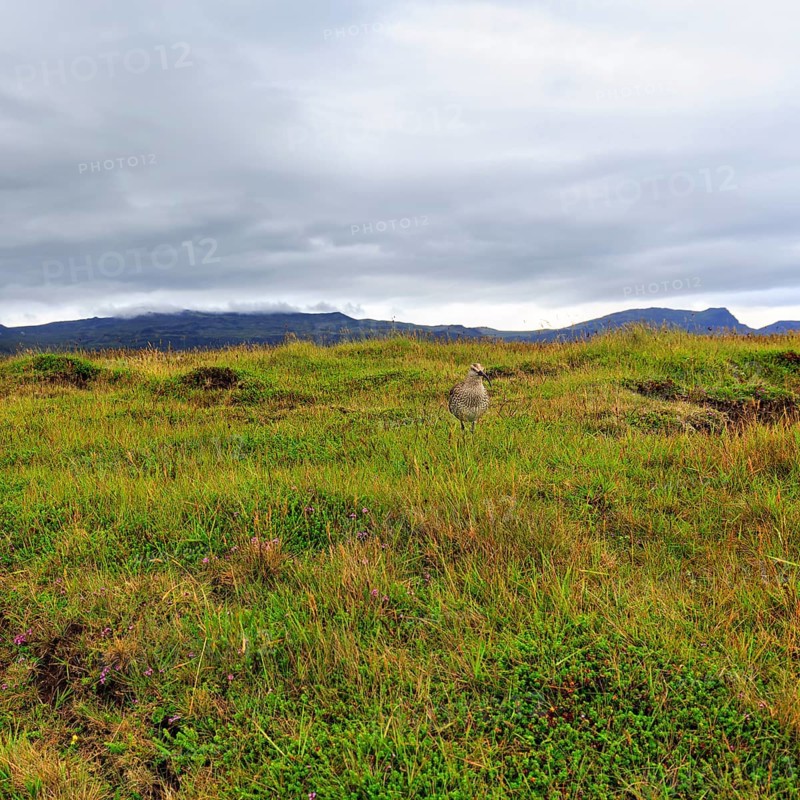 Whimbrel (Numenius phaeopus) in the breeding area, Snaefellsnes, West Iceland, Iceland