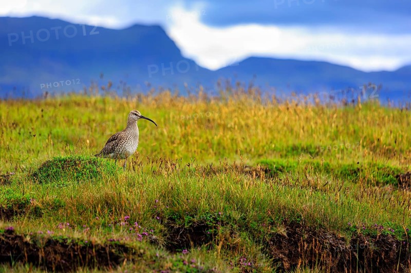 Whimbrel (Numenius phaeopus) in a wet meadow, Snaefellsnes, West Iceland, Iceland