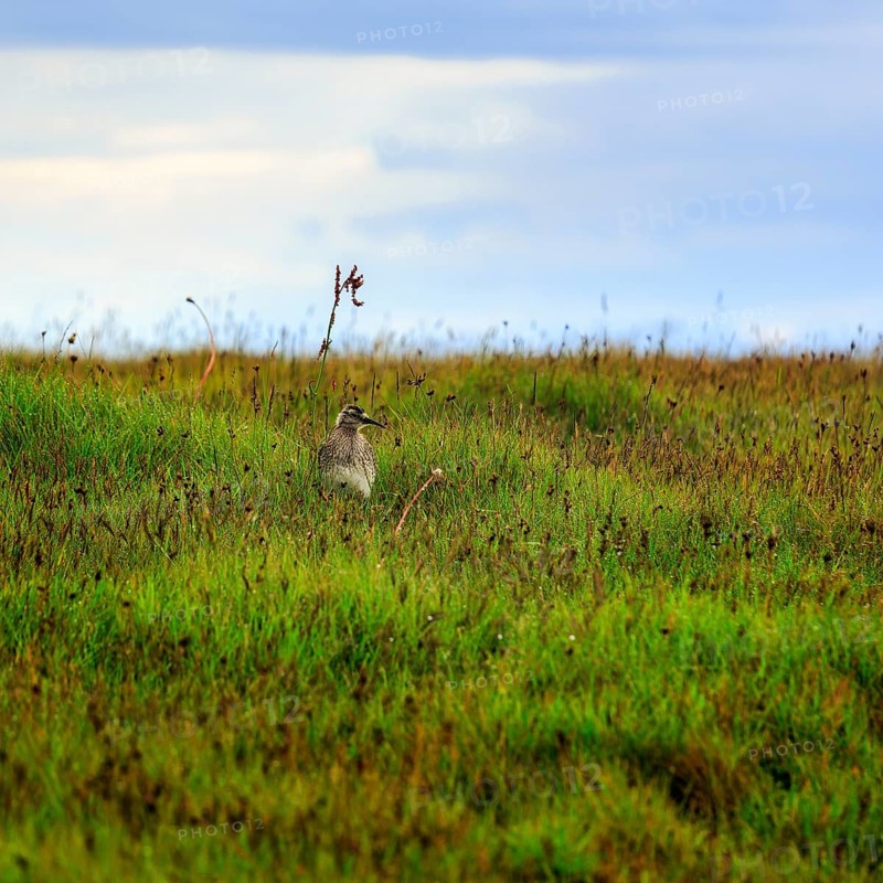 Whimbrel (Numenius phaeopus), young bird in the breeding area, Snaefellsnes, West Iceland, Iceland