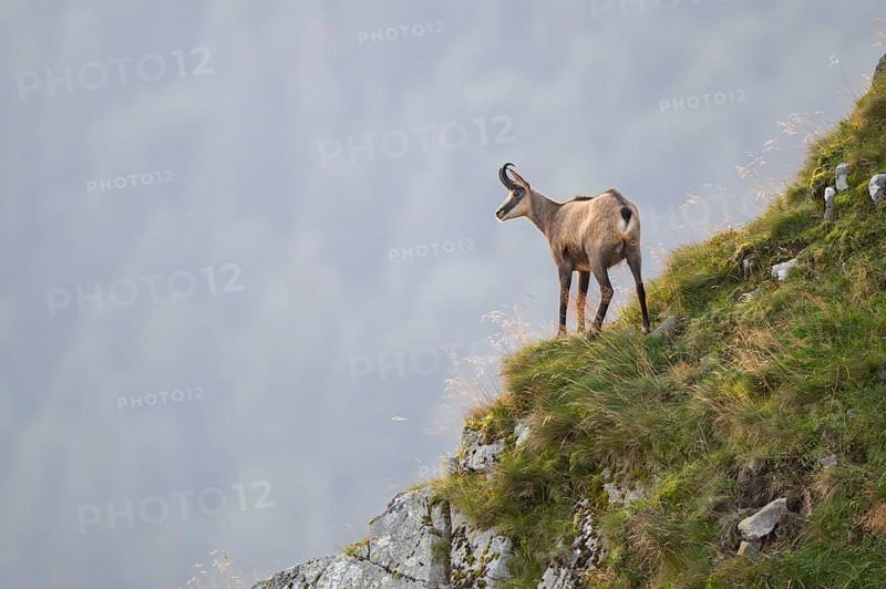 Chamois (Rupicapra rupicapra) on a mountain cliff in the Vosges Mountains, wildlife, France