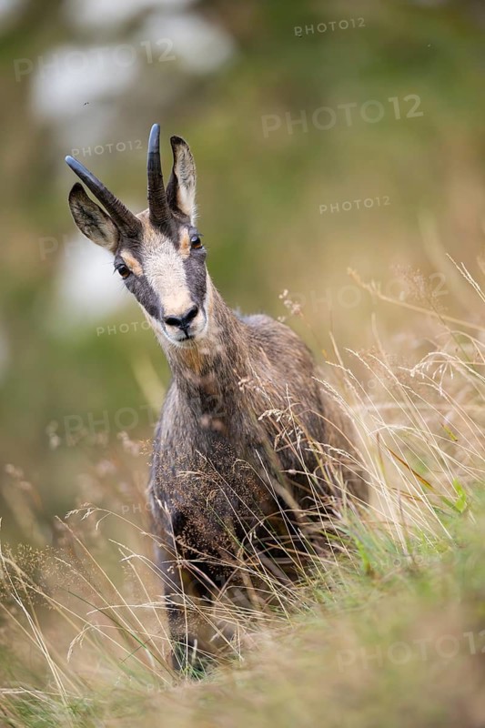 Portrait of a Chamois (Rupicapra rupicapra) on a meadow in the Vosges Mountains, wildlife, France