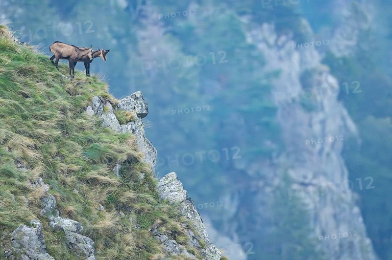 Chamois (Rupicapra rupicapra) on a mountain cliff in the Vosges Mountains, wildlife, France
