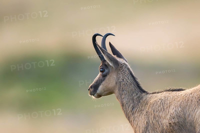 Portrait of a Chamois (Rupicapra rupicapra) on a meadow in the Vosges Mountains, wildlife, France