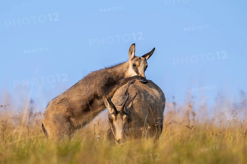 Chamois (Rupicapra rupicapra) mother with her youngster on a meadow in the Vosges Mountains, wildlife, France