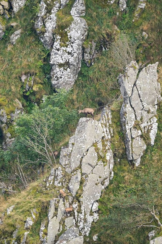 Chamois (Rupicapra rupicapra) on a mountain cliff in the Vosges Mountains, wildlife, France