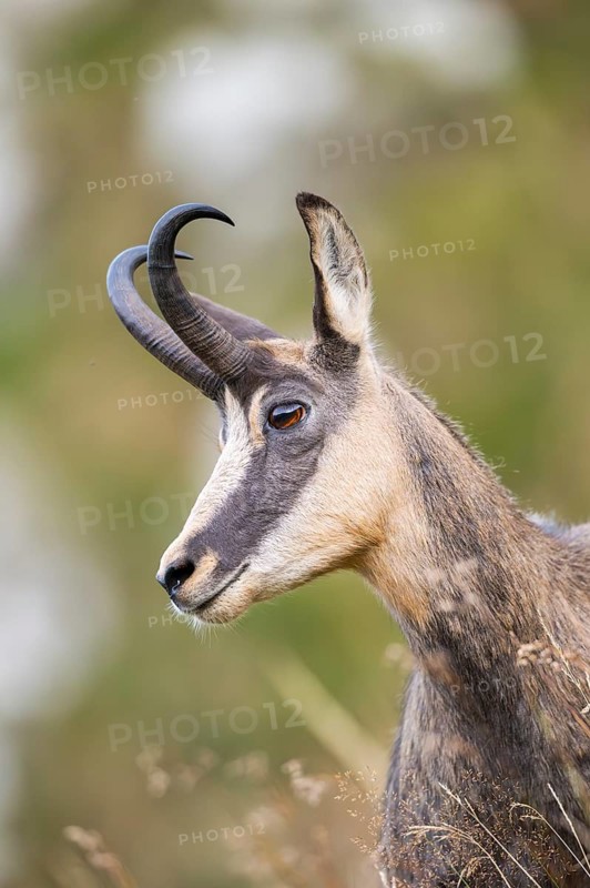 Portrait of a Chamois (Rupicapra rupicapra) on a meadow in the Vosges Mountains, wildlife, France