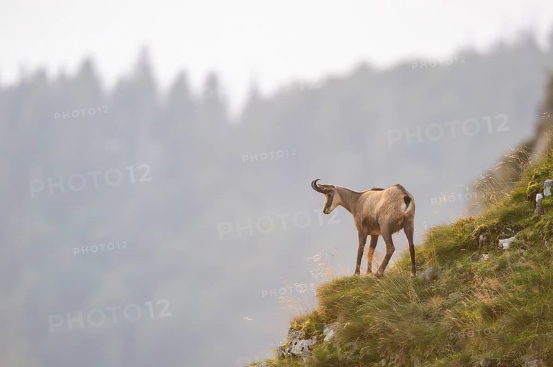 Chamois (Rupicapra rupicapra) on a mountain cliff in the Vosges Mountains, wildlife, France