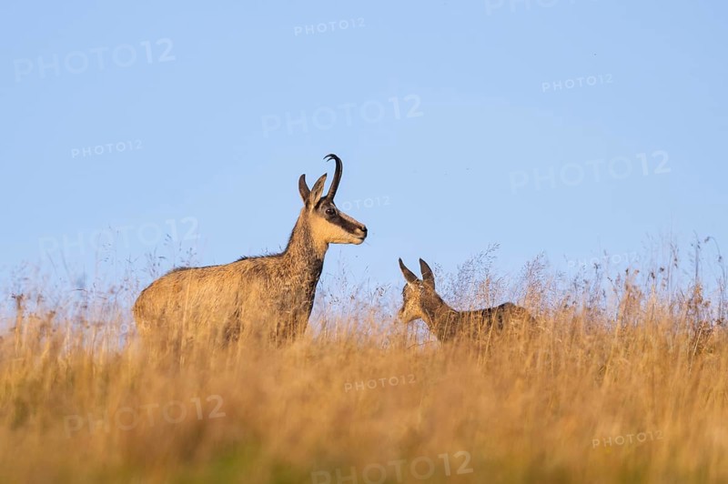 Chamois (Rupicapra rupicapra) mother with her youngster on a meadow in the Vosges Mountains, wildlife, France