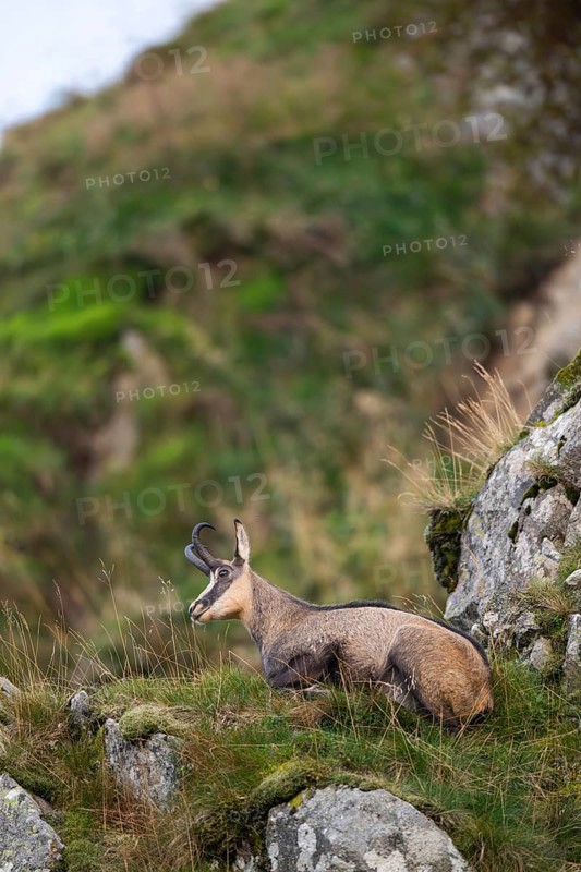 Chamois (Rupicapra rupicapra) on a mountain cliff in the Vosges Mountains, wildlife, France