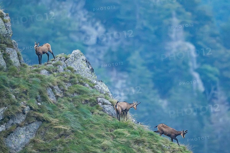 Chamois (Rupicapra rupicapra) on a mountain cliff in the Vosges Mountains, wildlife, France