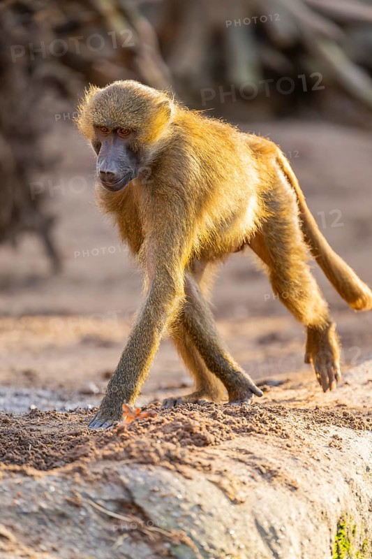 Guinea baboon (Papio papio) walking on the ground, Bavaria, Germany Europe