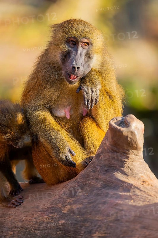 Guinea baboon (Papio papio) sitting on the ground, Bavaria, Germany Europe