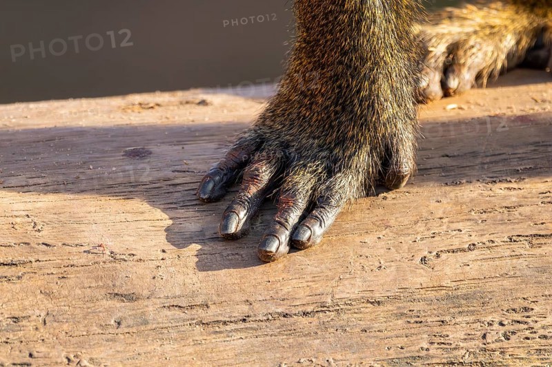 Guinea baboon (Papio papio), foot, detail, Bavaria, Germany Europe