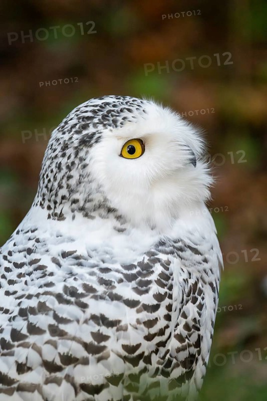 Snowy owl (Bubo scandiacus), portrait, Bavaria, Germany