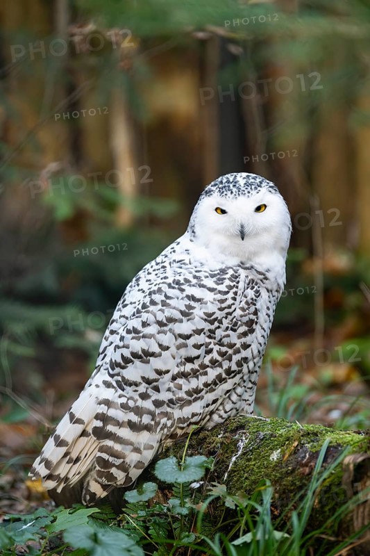 Snowy owl (Bubo scandiacus) sitting on the ground, Bavaria, Germany