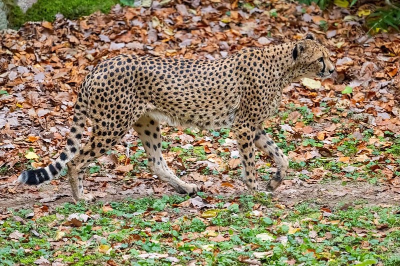 Cheetah (Acinonyx jubatus) walking on the ground in autumn, captive, Germany