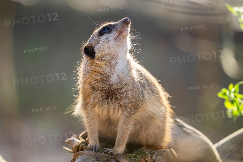 Meerkat (Suricata suricatta) sitting on a tree trunk, captive, Germany