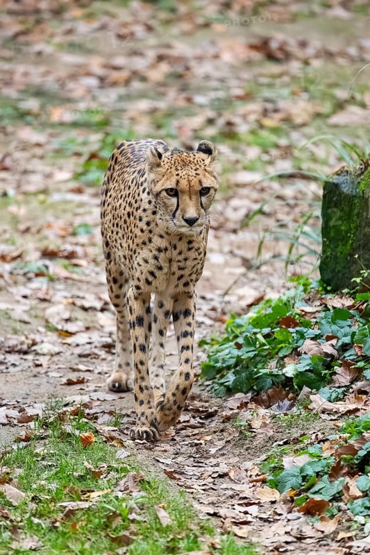 Cheetah (Acinonyx jubatus) walking on the ground in autumn, captive, Germany