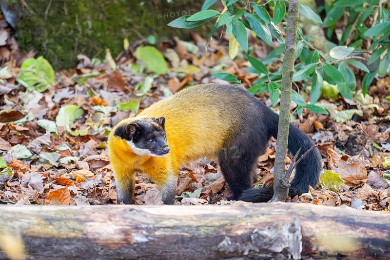 Yellow-throated marten (Martes flavigula) on an old wood, Germany