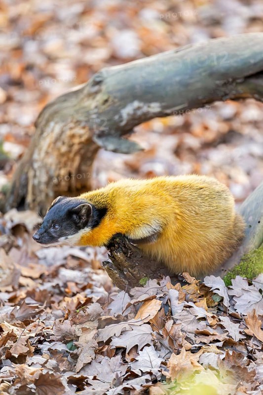 Yellow-throated marten (Martes flavigula) on the ground, Germany