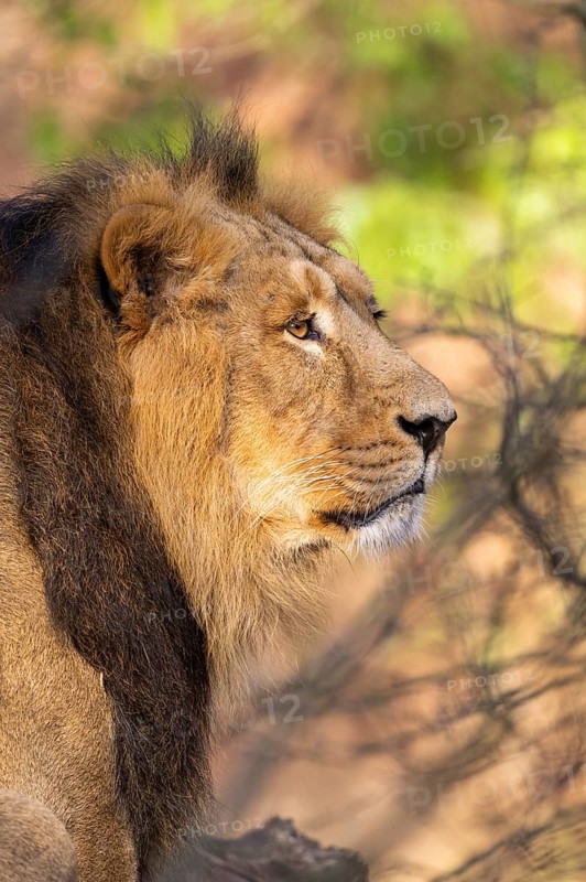 Asiatic lion (Panthera leo persica), male, portrait, captive, habitat in India