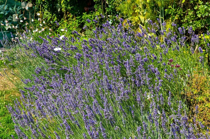 Butterfly friendly garden plants including lavender, Lavandula angustifolia, Shottisham, Suffolk, England, UK