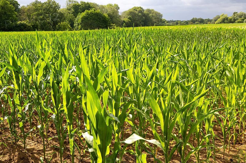 Sweet corn maize crop growing in field, Sutton, Suffolk, England, UK