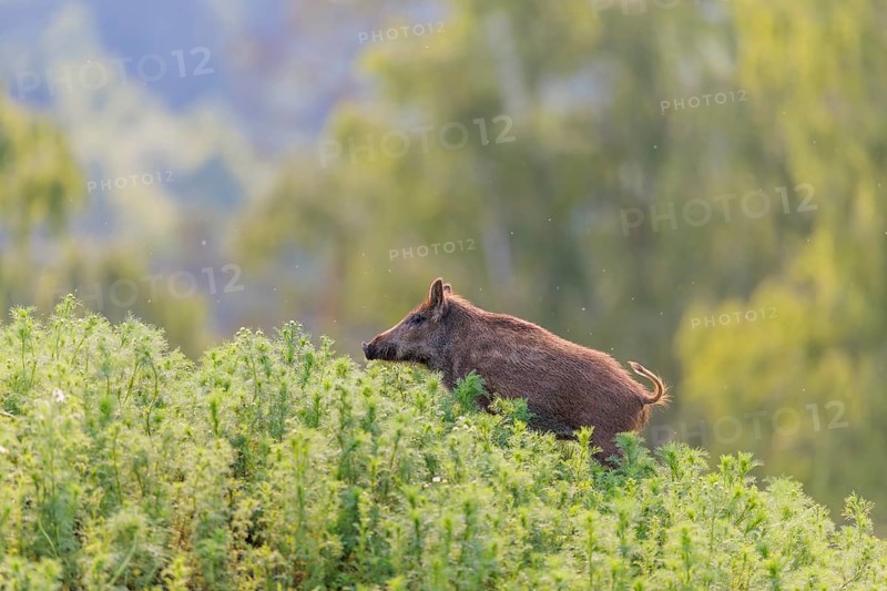 A young wild boar (Sus scrofa) stands in a field of wild chamomile (Matricaria chamomilla). Bavaria, Germany