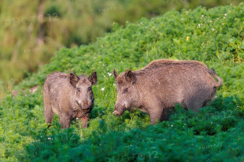 Two wild boar (Sus scrofa) stand in a field of wild chamomile (Matricaria chamomilla). Bavaria, Germany