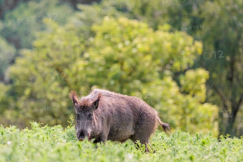 A wild boar (Sus scrofa) stands in a field of wild chamomile (Matricaria chamomilla). Bavaria, Germany
