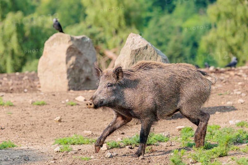 A wild boar (Sus scrofa) runs across dry clearing. A jackdaw (Coloeus monedula) can be seen in the background