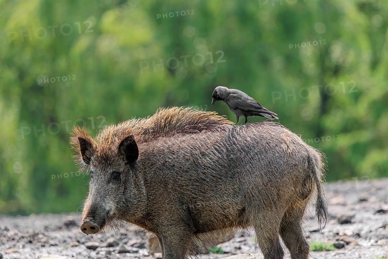 A jackdaw (Coloeus monedula) sits on the back of a wild boar (Sus scrofa). Bavaria, Germany