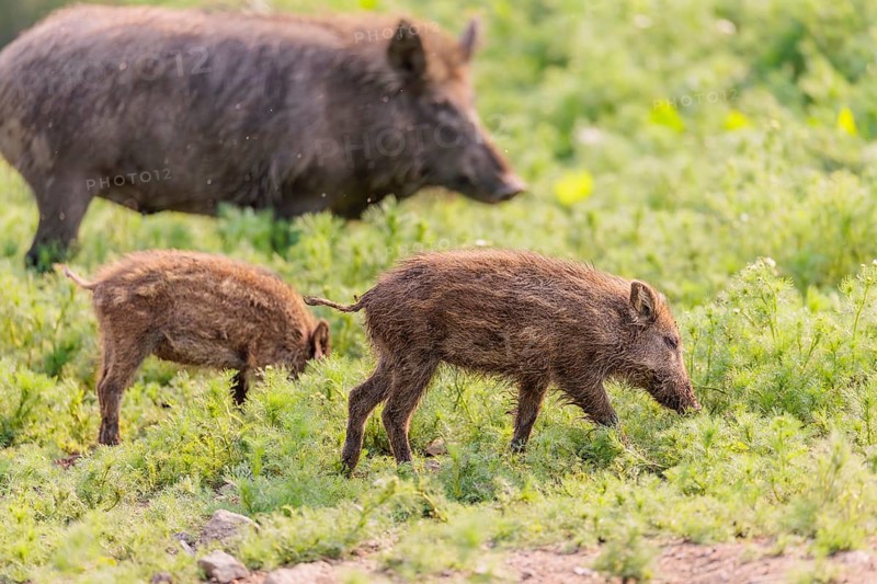 An adult wild boar and two piglets (Sus scrofa) stand in a field of wild chamomile (Matricaria chamomilla). Bavaria, Germany