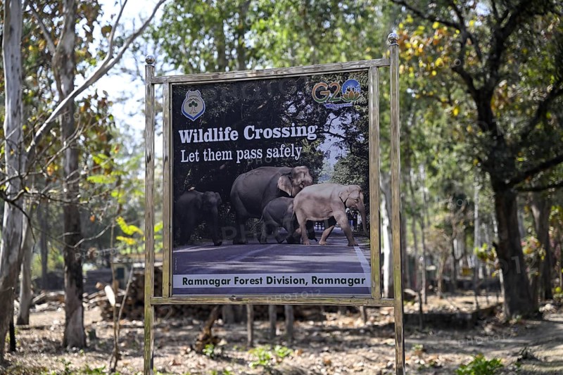 Shield Wildlife Crossing, Corbett National Park, near Ramnagar, Uttarakhand State, India