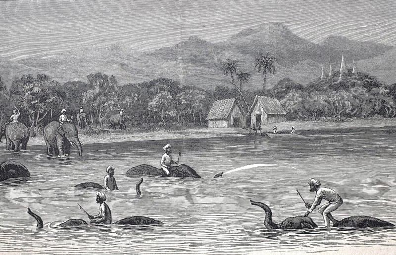 Bathing and swimming elephants in Burma in 1870, Historical, digitally restored reproduction from a 19th century original, Record date not stated