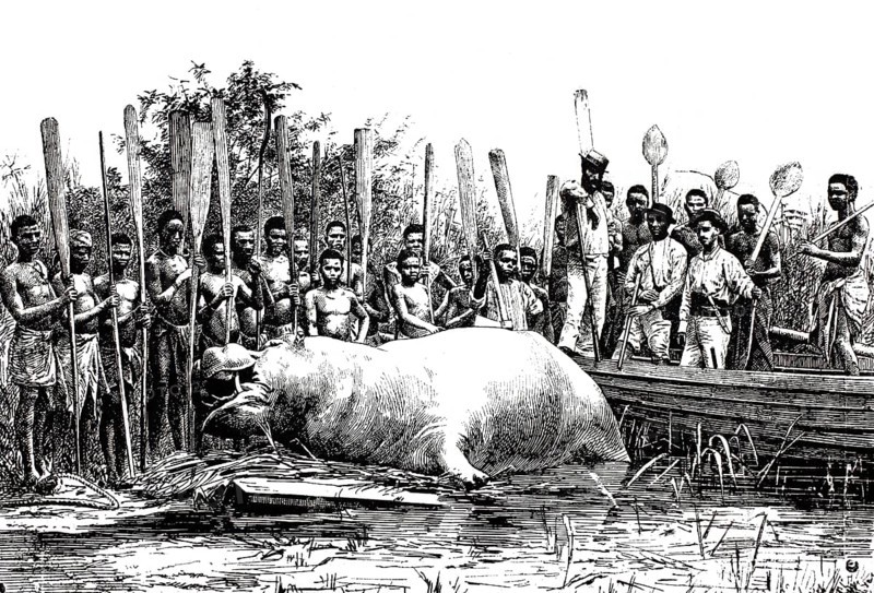 The native tribe has killed a hippopotamus, Hippopotamus amphibius, around 1880, Congo, Africa, Historical, digitally restored reproduction from a 19th century original, Record date not stated