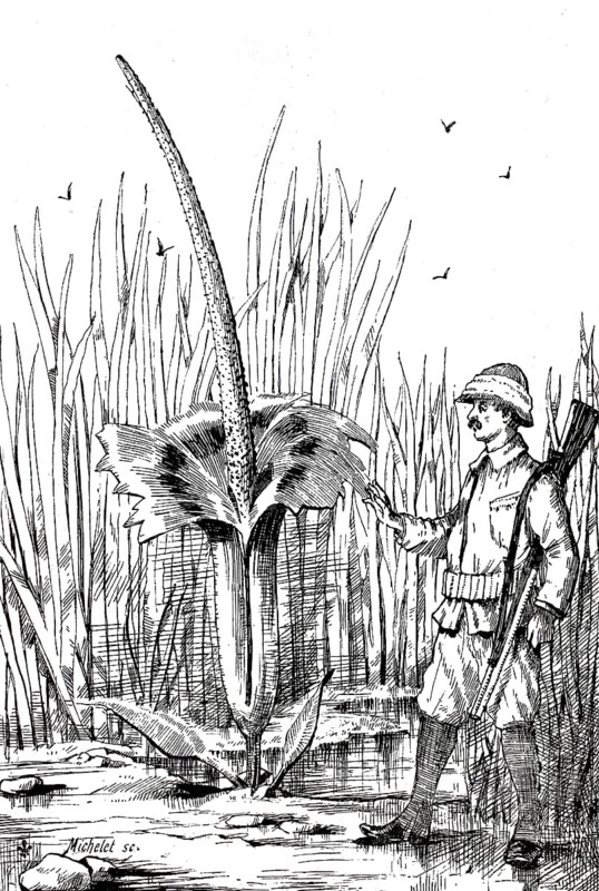 Flowering titanium root, Amorphophallus titanum, on Sumatra, next to a hunter, around 1880, Historical, digitally restored reproduction from a 19th century original, Record date not stated